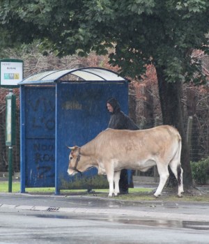 Un homme attend à l'arrêt de bus avec sa vache