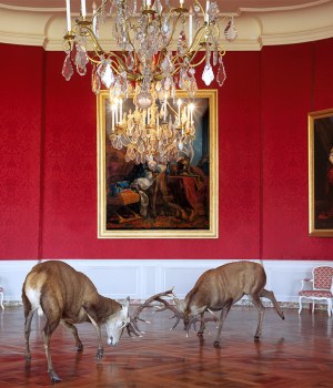 Photo d'une euvre de Karen Knorr, titre "The King-s Reception, Chateau de Chambord"
