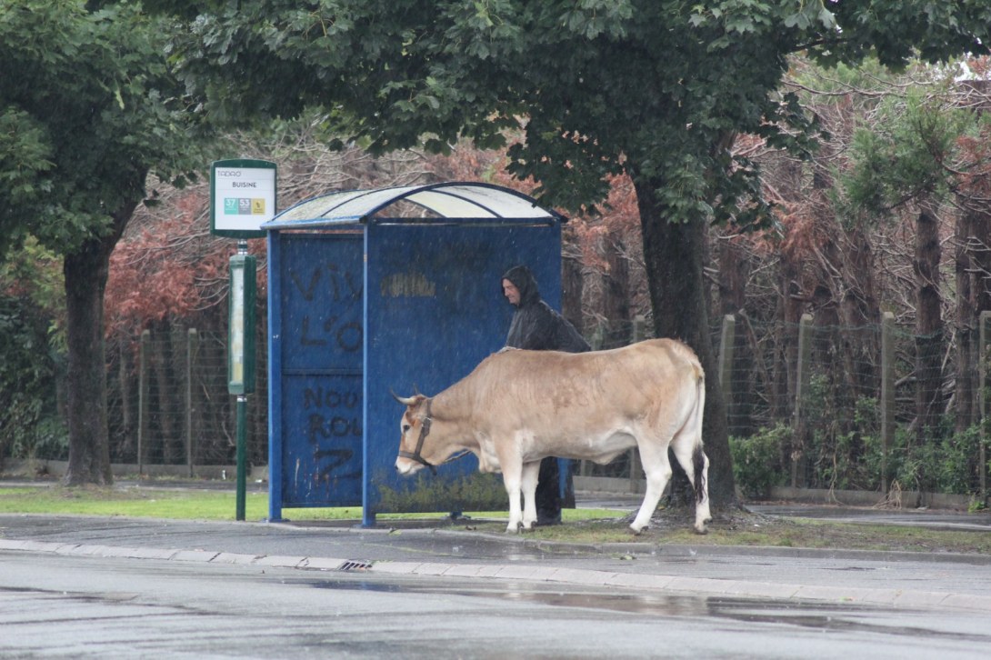 Un homme attend à l'arrêt de bus avec sa vache